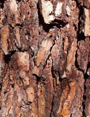 Pine tree bark in warm brown color, natural texture, background.