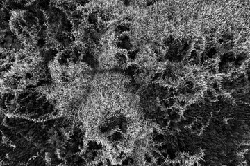 Vegetable texture background from above black white