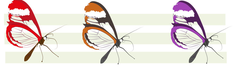 Different colors of butterfly