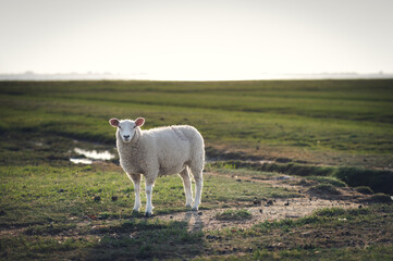 Schaf steht im Sonnenuntergang
