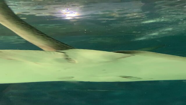 Raie g&eacute;ante et requins d'aquarium &agrave; Shanghai - Chine