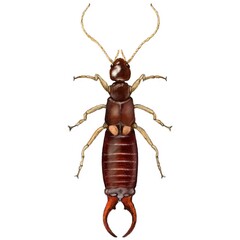 Fototapeta premium Earwig