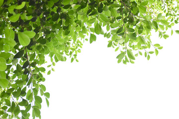 Isolated ficus benjamina branches and leaves with clipping paths.