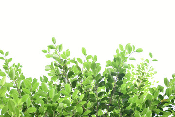 Obraz premium Isolated ficus benjamina branches and leaves with clipping paths.