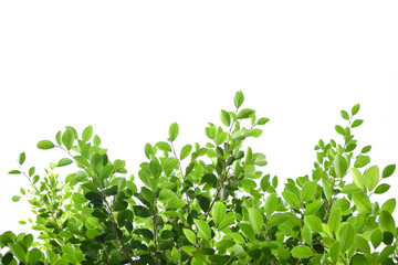 Obraz premium Isolated ficus benjamina branches and leaves with clipping paths.