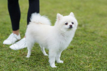 White pomeranian dog go to the park