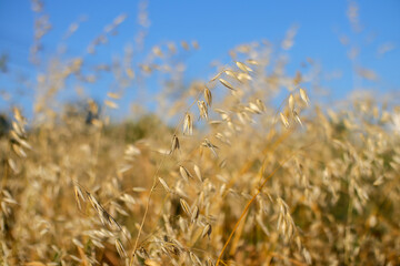 Fototapeta premium oat plants in natural environment