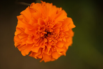 orange dahlia flower