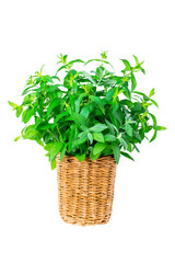 Fototapeta premium Mint leaves bouquet in a small wicker basket isolated on a white vertical background. Closeup of a bunch of spices green plant, herb for medicine and cosmetology and health.