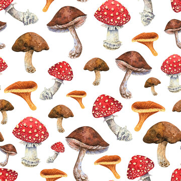 Watercolor mushrooms seamless pattern. Brown porcini, orange chanterelle, red amanita