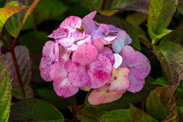 Hydrangea macrophylla 'Preziosa' a summer flowering shrub plant with a pink summertime flower,...