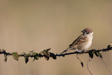 Eurasian Tree Sparrow (Passer montanus) on the perch