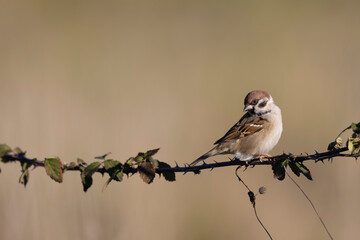 Eurasian Tree Sparrow (Passer montanus) on the perch