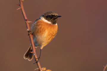 The male European stonechat (Saxicola rubicola) a small passerine bird.