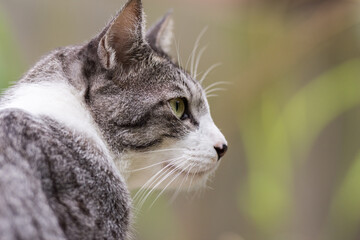 close up of a cat