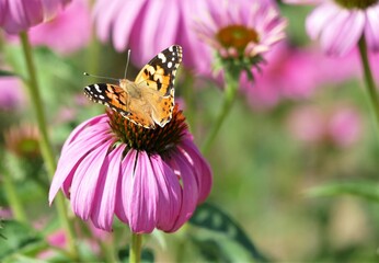 Butterfly and pink echinacea flower in the meadow