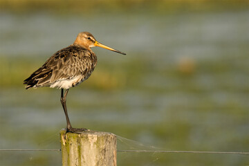 Uferschnepfe (Limosa limosa)