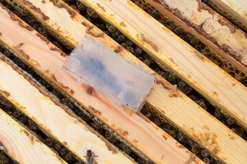 A hive with a queen bee ready to populate the hive.