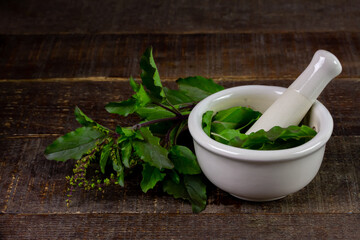 Holy Basil or Tulsi in white mortar and pestle with branch on wooden table.