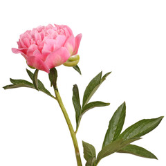One double flower, stem and leaves of a a pink peony (Paeonia lactiflora) © sbgoodwin