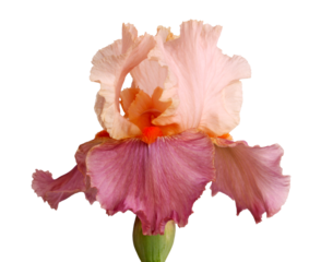 Close-up of a single mauve and pink flower of bearded iris (Iris germanica) 