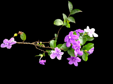 Purple, pink and white fragrant manaca flowers on black background and cut out. Brunfelsia uniflora flower typical of the Atlantic Forest of Brazil. Colors identify the age of the flowers.