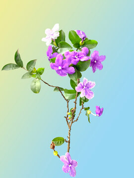 Purple, pink and white fragrant manaca flowers on yellow blue background and cut out. Brunfelsia uniflora flower typical of the Atlantic Forest of Brazil. Colors identify the age of the flowers.