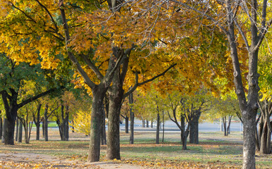 Plakat Group maple trees of grow in autumn in city park. Trunks acer with dark bark and branches and yellow green leaves. Walking path among beautiful nature deciduous landscape. Autumntime early.