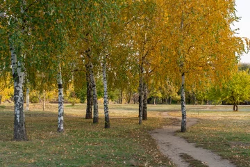 Foto op Plexiglas Group birch trees of grow in autumn in city park. Trunks betula with white bark and branches and yellow green leaves. Walking path among beautiful nature deciduous landscape. Autumntime early. © IhorStore