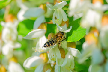 A honey bee collects honey from acacia flowers.