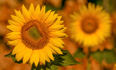 Sunflower flower in the field, close-up, selective focus.