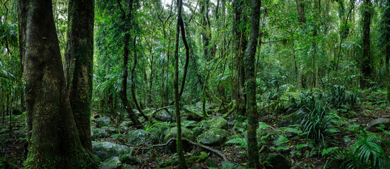 Lush rainforest with ancient trees - obrazy, fototapety, plakaty