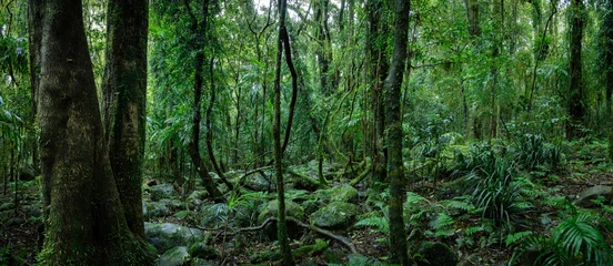 Foto op Canvas Lush rainforest with ancient trees © Zstock