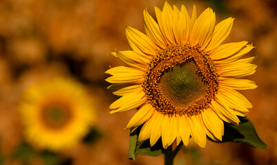 Naklejka premium Sunflower flower in the field, close-up, selective focus.