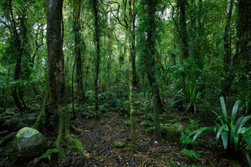 Obraz premium Lush rainforest with ancient trees