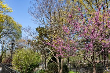 Tompkins Square Park during the Spring in the East Village of New York City with Green and Flowering Trees