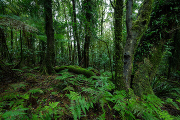 Obraz premium Lush rainforest with ancient trees