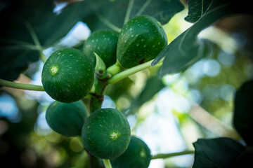 A closeup photo of green figs on a tree with a bokeh background