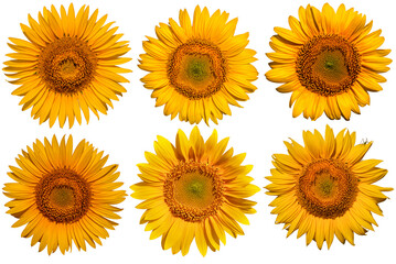 Collection, sunflower flowers on a white background.