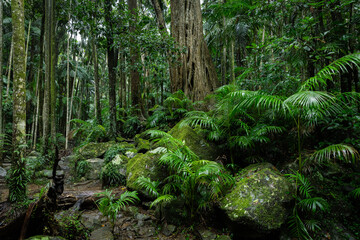 Lush rainforest with ancient trees and rocks - obrazy, fototapety, plakaty