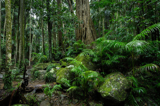 Lush rainforest with ancient trees and rocks