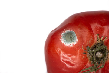 Green mold on a red tomato vegetables close-up on a white background