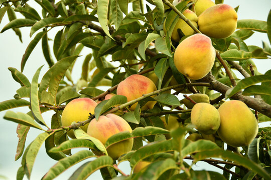 Duraznos en el arbol que aun no se cortan.