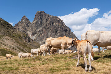 Fototapeta na wymiar Extensive cow farming in the Ossau Valley. Midi d'Ossau