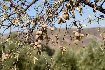 Detalle de las ramas del árbol del almendro cargadas de sus frutos a finales de agosto