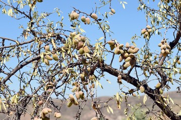 Detalle de las ramas del árbol del almendro cargadas de sus frutos a finales de agosto