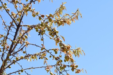 Ramas del árbol del almendro cargadas de sus frutos en agosto