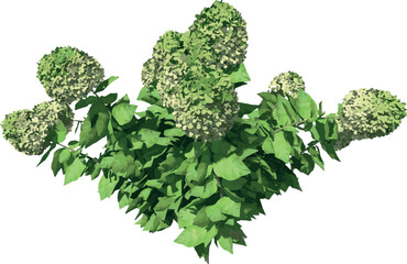 Front view of Plant (Limelight Hydrangea 1) Tree illustration vector