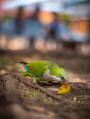 Monk parakeet, green parrot in Malaga city, Spain