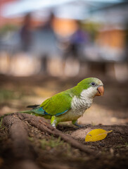 Monk parakeet, green parrot in Malaga city, Spain
